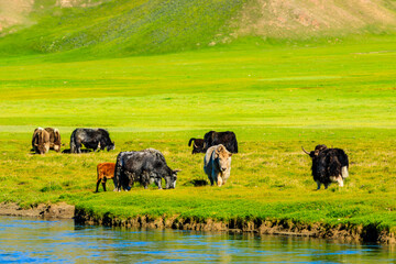Cows graze on the grassland by the river,the green grassland scenery in summer.