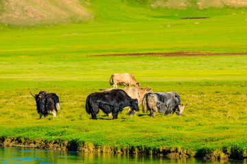 Cows graze on the grassland by the river,the green grassland scenery in summer.