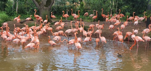 Naklejka premium Animals at chester zoo