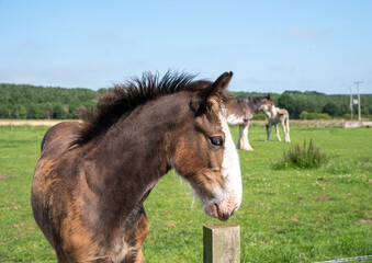 Close up of Clydesdale Horse Foal