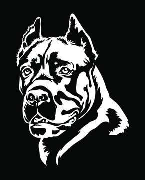 Cane Corso dog portrait vector illustration on black .