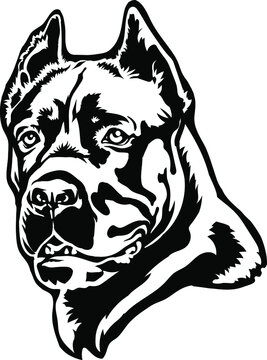 Cane Corso dog portrait vector illustration on white.