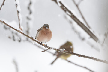 Common chaffinch (Fringilla coelebs) portrait in the spring snow with negative space