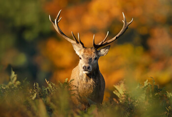 Naklejka na ściany i meble Portrait of a red deer stag during rutting season in autumn