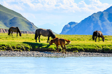 Horses graze on the pasture by the river.the mountain and meadows with horses in the summer pasture,beautiful grassland scenery.