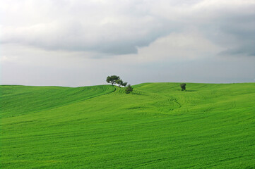 Wheat Field in a Rainy Day