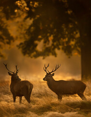 Red deer stags on an early autumn morning