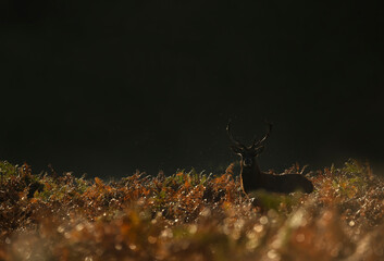 Silhouette of a Red deer stag at sunrise
