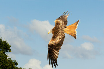Close up of a Red kite in flight against cloudy blue sky