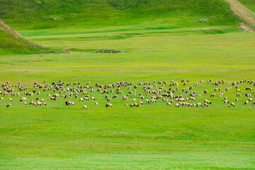 Fototapeta na wymiar Sheeps on a summer pasture.
