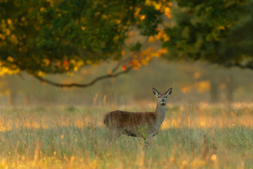 Red deer hind at sunrise in summer