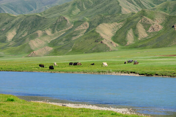 Green grassland pasture in summer.