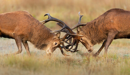 Close up of Red deer fighting during rutting season