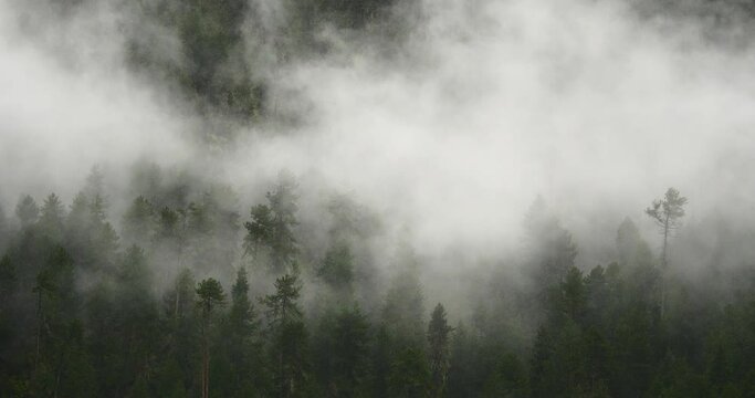 4k mountain mist rising in the morning;fog pine trees;such as wonderland.Bomi County in tibet;the largest precipitation area in China.