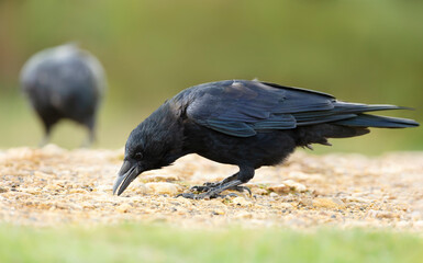 Close up of a Carrion crow eating