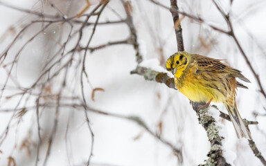 Yellowhammer (Emberiza citrinella) portrait in snow with negative space