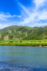 Cows graze on the grassland by the river,the green grassland scenery in summer.
