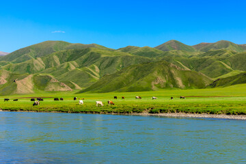 Cows graze on the grassland by the river,the green grassland scenery in summer. © ABCDstock