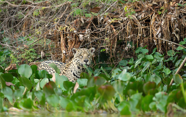 Fototapeta na wymiar Close up of a Jaguar on a river bank in natural habitat