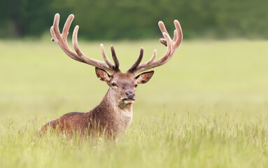 Portrait of a red deer stag with velvet antlers lying in grass
