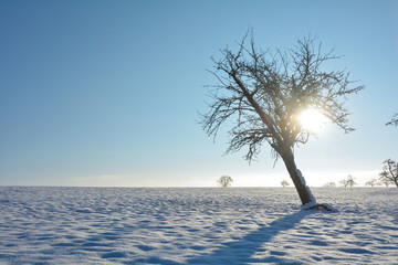 Many snow with a tree and the sun