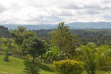forest in north west cameroon. precisely in the town of bamenda