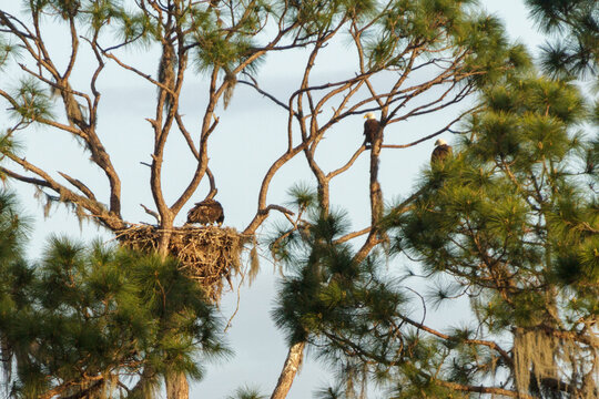 American Bald Eagle parents with a juvenile in a tree, at the nest.  Photographed at Circle-B-Bar Reserve near Lakeland, Florida.