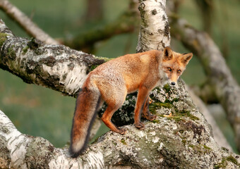 Close up of a red fox in a tree