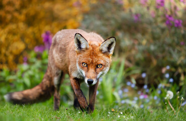 Close up of a red fox in summer