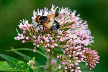 pellucid fly // Gemeine Waldschwebfliege, Gemeine Hummel-Schwebfliege (Volucella pellucens) 