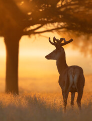 Red deer stag at sunrise in summer