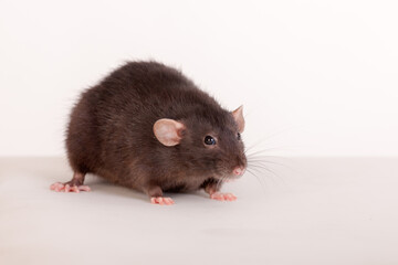 portrait of a black domestic rat