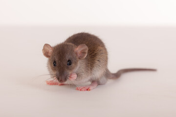 studio portrait of baby rat