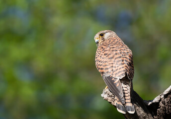 Close up of a common kestrel perched on a tree trunk