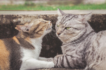 cute and lovely calico female cat kissing male american shorthair cat on the ground at the city road. love and romantic moments. pet and animal city lifestyle concept.