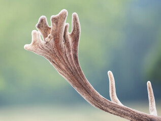 Close up of red deer antlers covered in a furry skin called velvet