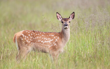 Naklejka na ściany i meble Red deer calf standing in the meadow in summer