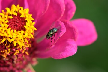 Fleur et insecte.