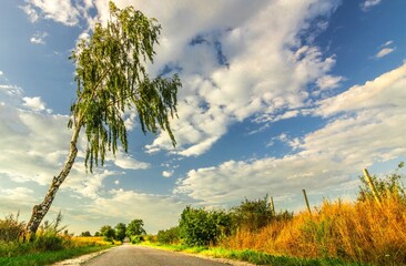 Brzoza z niebem w tle © Piotr