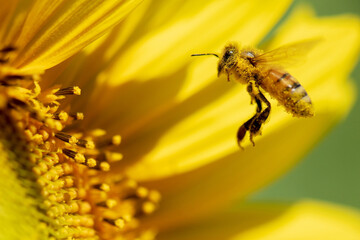 honey bee flying for collecting pollen of sunflower