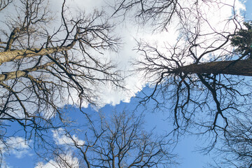 Fototapeta na wymiar trees in early spring against the sky