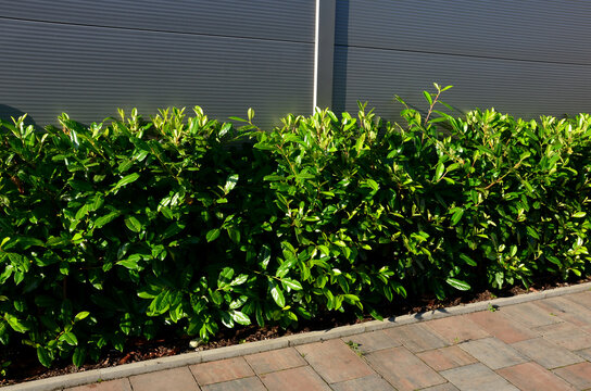 An evergreen shrub in front of a fence of light wood planks will improve the opacity of the street