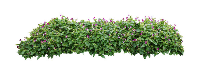 Tropical Flower shrub bush fence tree isolated  plant with clipping path