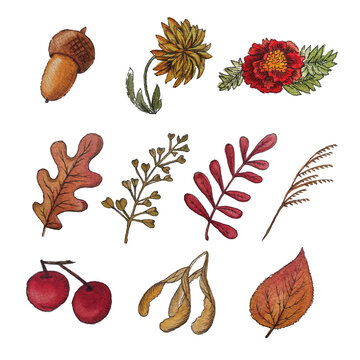 Set of watercolor autumn plants:  yellow leaves, fall berries, acorns; hand painted isolated on a white background