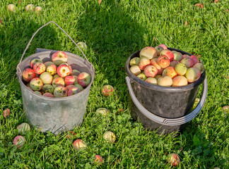 Harvest of apples collected in buckets.
 Fallen apples are collected in buckets and stand on the...