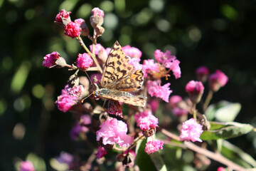 Der Distelfalter (Vanessa cardui) auf einer roten Blüte