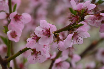 Closeup of pink peach blossoms