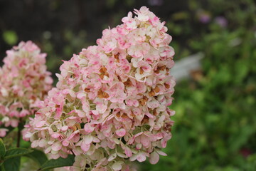 pink hydrangea flowers