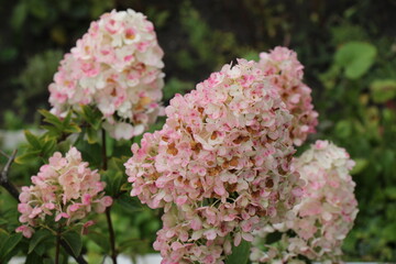 pink and white hydrangea flowers
