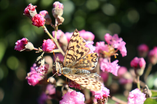 DistelartenBilder StockFotos & Videos. Adobe Stock